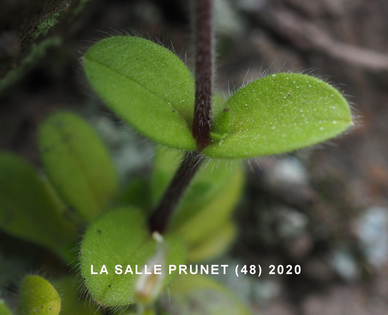 Mouse-ear, Sticky leaf